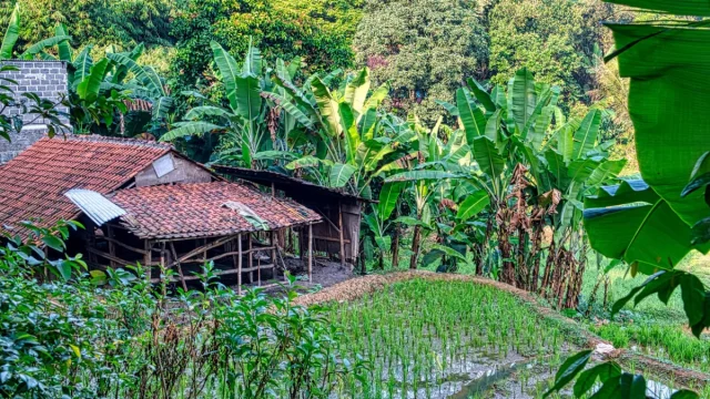 Rumpun pohon pisang tumbuh rapat di tepi petak sawah dekat gubuk beratap genting