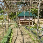 Kebun sayur di lingkungan sekolah dasar Palasinan, Cabiao, Nueva Ecija, Filipina.