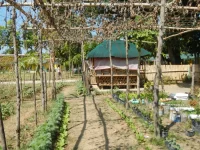 Kebun sayur di lingkungan sekolah dasar Palasinan, Cabiao, Nueva Ecija, Filipina.