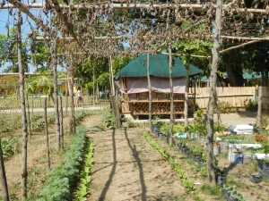 Kebun sayur di lingkungan sekolah dasar Palasinan, Cabiao, Nueva Ecija, Filipina.