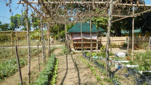 Kebun sayur di lingkungan sekolah dasar Palasinan, Cabiao, Nueva Ecija, Filipina.