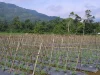 Kebun tomat berajir bambu dan bermulsa plastik di kaki bukit Pemalang, Jawa Tengah