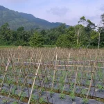 Kebun tomat berajir bambu dan bermulsa plastik di kaki bukit Pemalang, Jawa Tengah