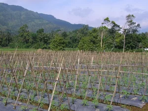 Kebun tomat berajir bambu dan bermulsa plastik di kaki bukit Pemalang, Jawa Tengah