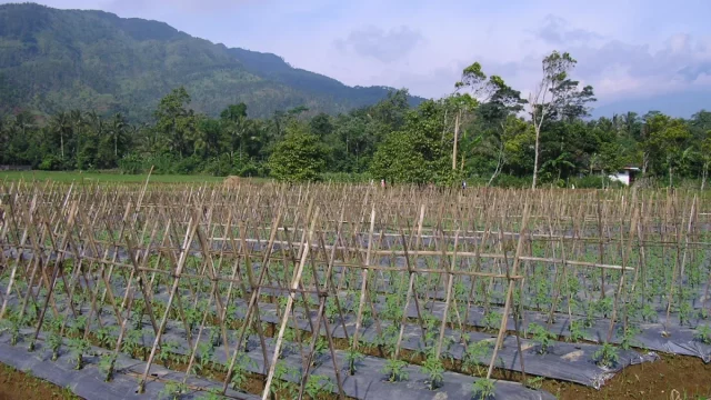 Kebun tomat berajir bambu dan bermulsa plastik di kaki bukit Pemalang, Jawa Tengah