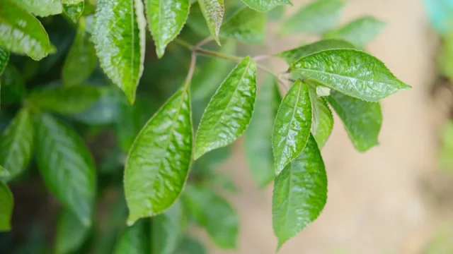Daun keji beling, salah satu spesies tumbuhan obat yang dicatat di Punan Gong Solok