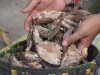 Getah kemenyan hasil panen petani hutan rakyat