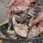 Getah kemenyan hasil panen petani hutan rakyat