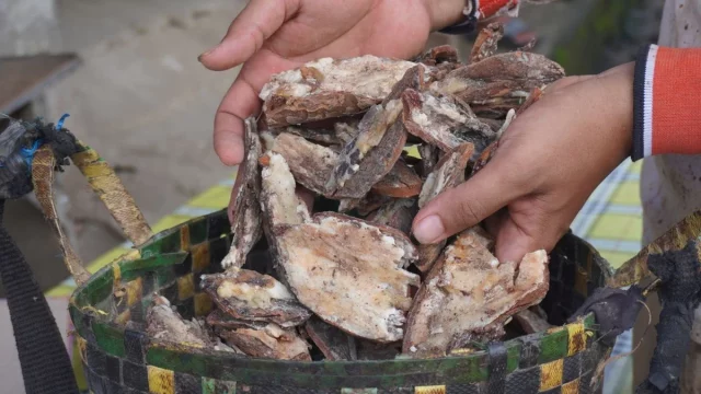 Getah kemenyan hasil panen petani hutan rakyat