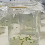 Ilustrasi botol kultur berisi planlet yang tumbuh pada media agar, ditutup plastik dan karet gelang