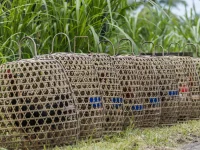 Deretan keranjang bambu berisi ayam aduan di tepi jalan Besakih, Bali