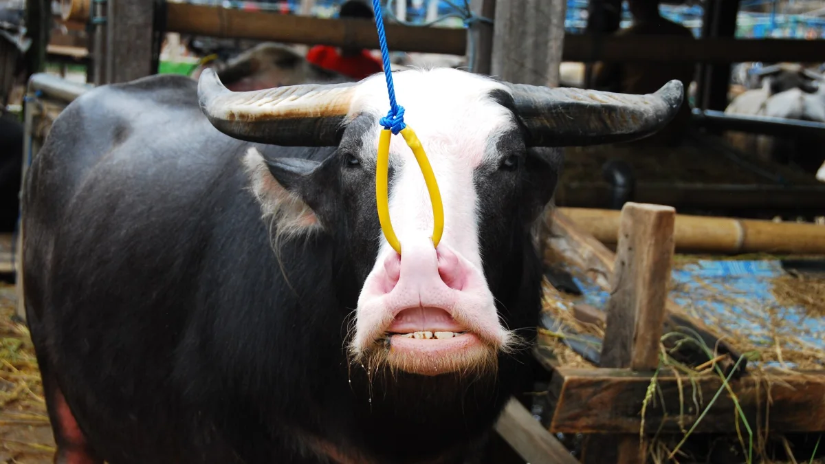 Kerbau berwajah putih dengan tali di hidung di pasar hewan Rantepao, Toraja