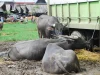 Kerbau berbaring di tanah berlumpur dekat truk di pasar hewan Rantepao, Toraja