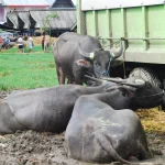 Kerbau berbaring di tanah berlumpur dekat truk di pasar hewan Rantepao, Toraja