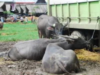 Kerbau berbaring di tanah berlumpur dekat truk di pasar hewan Rantepao, Toraja