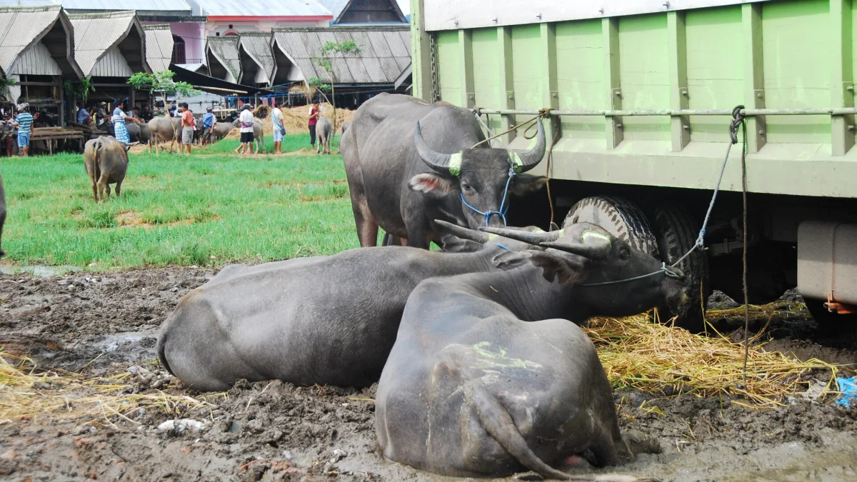 Kerbau berbaring di tanah berlumpur dekat truk di pasar hewan Rantepao, Toraja