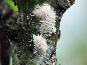 Tiga kutu putih berlapis lilin menempel pada batang tanaman singkong