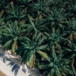 Foto udara hamparan perkebunan kelapa sawit sebagai ilustrasi area konsesi