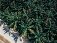 Foto udara hamparan perkebunan kelapa sawit sebagai ilustrasi area konsesi