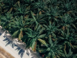Foto udara hamparan perkebunan kelapa sawit sebagai ilustrasi area konsesi