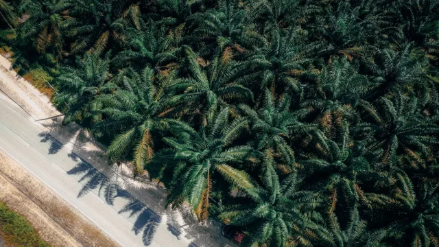 Foto udara hamparan perkebunan kelapa sawit sebagai ilustrasi area konsesi