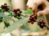 Tangan seseorang memetik buah kopi merah matang dari ranting