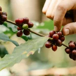 Tangan seseorang memetik buah kopi merah matang dari ranting