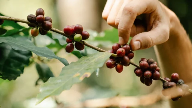 Tangan seseorang memetik buah kopi merah matang dari ranting