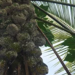 Buah pepaya yang bergerombol pada batang pohonnya tertutup kerak putih kutu putih Paracoccus marginatus