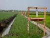 Bedengan bawang merah dengan lampu perangkap serangga pada bingkai kayu di Brebes