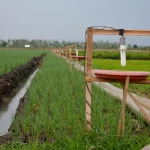 Bedengan bawang merah dengan lampu perangkap serangga pada bingkai kayu di Brebes