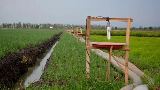 Bedengan bawang merah dengan lampu perangkap serangga pada bingkai kayu di Brebes