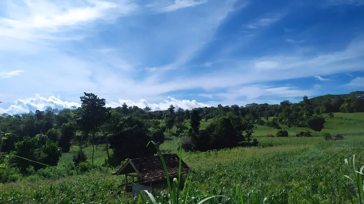 Ladang jagung dan sebuah pondok beratap di Bontotiro, Kabupaten Bulukumba, Sulawesi Selatan