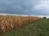 Deretan tanaman jagung mengering kecokelatan di bawah langit mendung, Cashel Valley, Zimbabwe