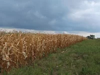 Deretan tanaman jagung mengering kecokelatan di bawah langit mendung, Cashel Valley, Zimbabwe