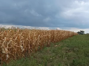 Deretan tanaman jagung mengering kecokelatan di bawah langit mendung, Cashel Valley, Zimbabwe