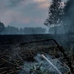 Ilustrasi lahan gambut yang baru terbakar masih mengepulkan asap di antara batang pohon