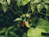 Buah cabai merah matang menggantung di antara daun hijau