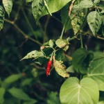 Buah cabai merah matang menggantung di antara daun hijau