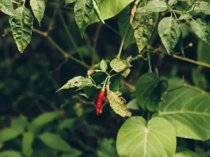 Buah cabai merah matang menggantung di antara daun hijau