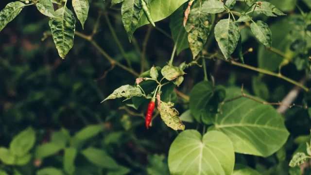Buah cabai merah matang menggantung di antara daun hijau