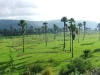 Pohon lontar di padang rumput hijau dengan perbukitan Timor Tengah Selatan di latar
