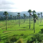Pohon lontar di padang rumput hijau dengan perbukitan Timor Tengah Selatan di latar