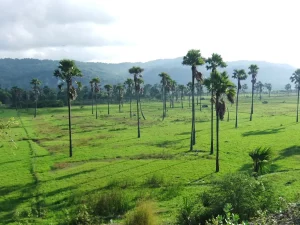 Pohon lontar di padang rumput hijau dengan perbukitan Timor Tengah Selatan di latar