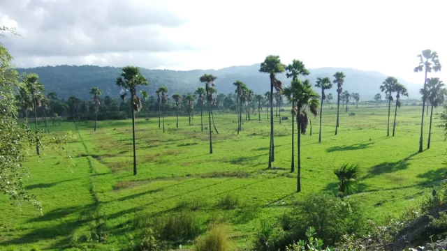 Pohon lontar di padang rumput hijau dengan perbukitan Timor Tengah Selatan di latar