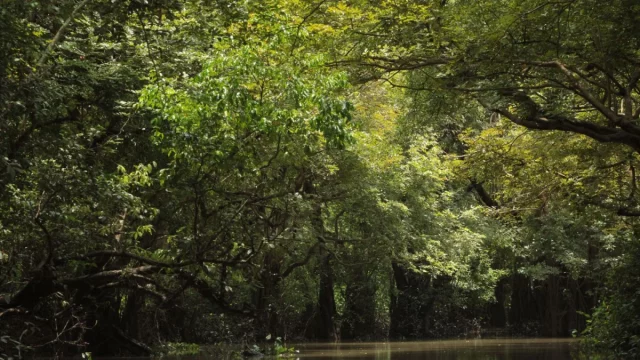 Aliran sungai jernih di antara rimbun pepohonan hijau