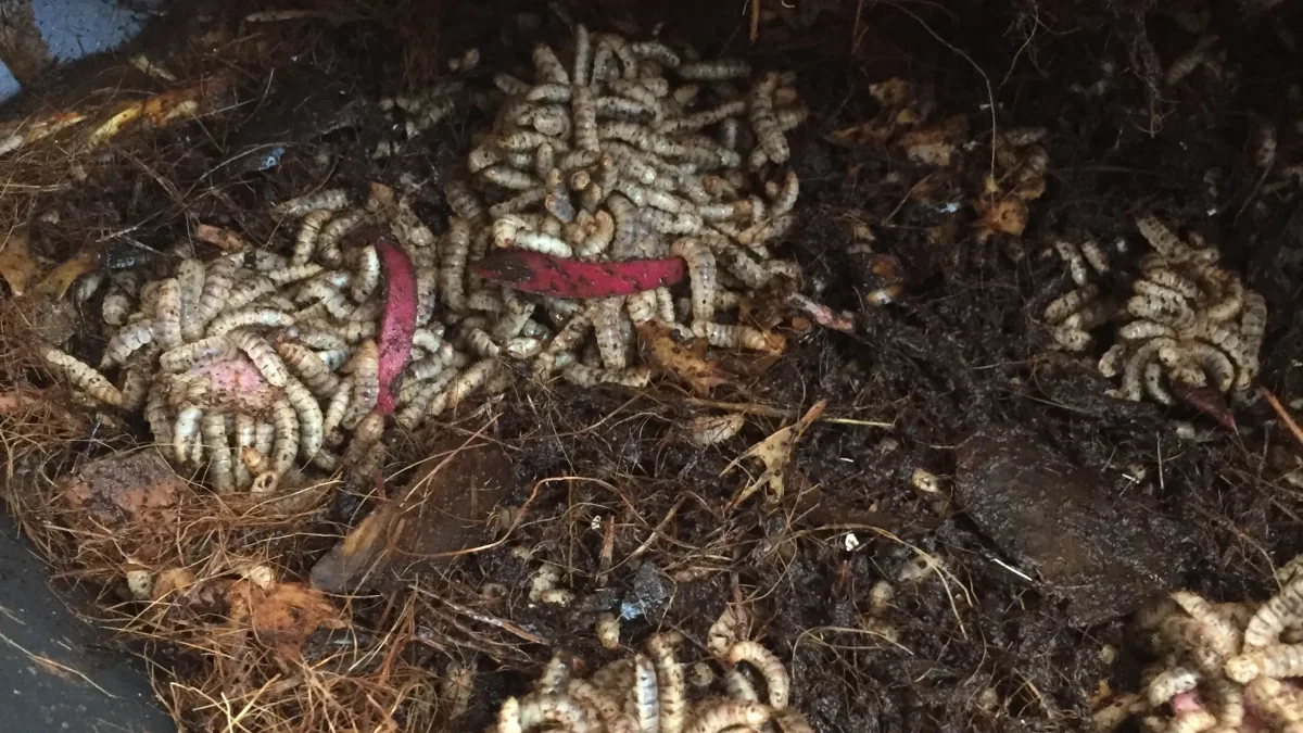 Larva lalat tentara hitam mengerumuni potongan ubi di tengah sampah organik