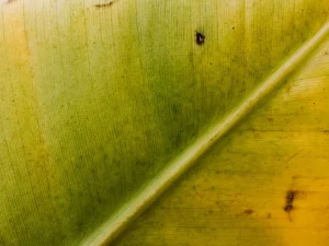 Ilustrasi daun pisang yang menguning di kebun tropis