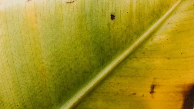 Ilustrasi daun pisang yang menguning di kebun tropis