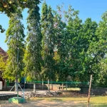 Lapangan SD Negeri 01 Tumpakkepuh dengan tiang bendera dan pohon cemara tanpa siswa